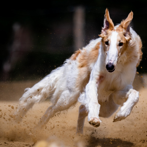 Under Armour HOVR Phantom